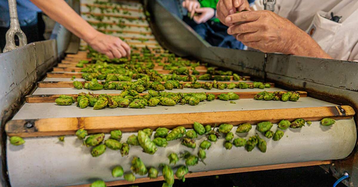 Cleaning hop steams and leaves at Mr. Wizard's Hop Farm