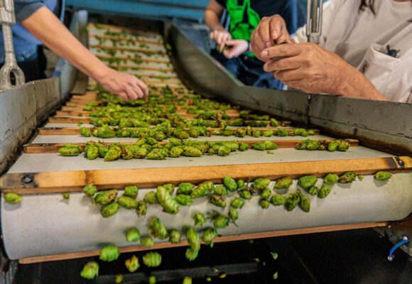 Cleaning hop steams and leaves at Mr. Wizard's Hop Farm
